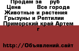 Продам за 50 руб. › Цена ­ 50 - Все города Животные и растения » Грызуны и Рептилии   . Приморский край,Артем г.